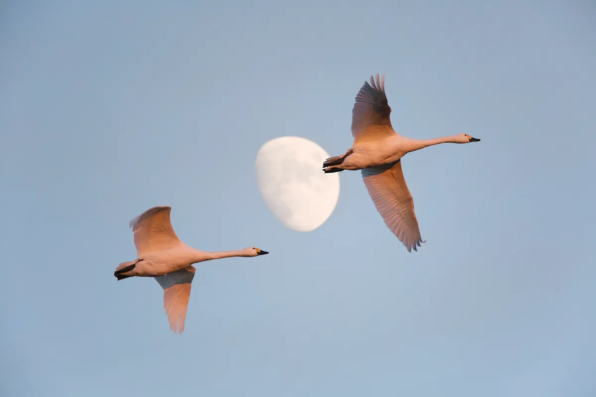 Bewick's swans in flight with moon behind them