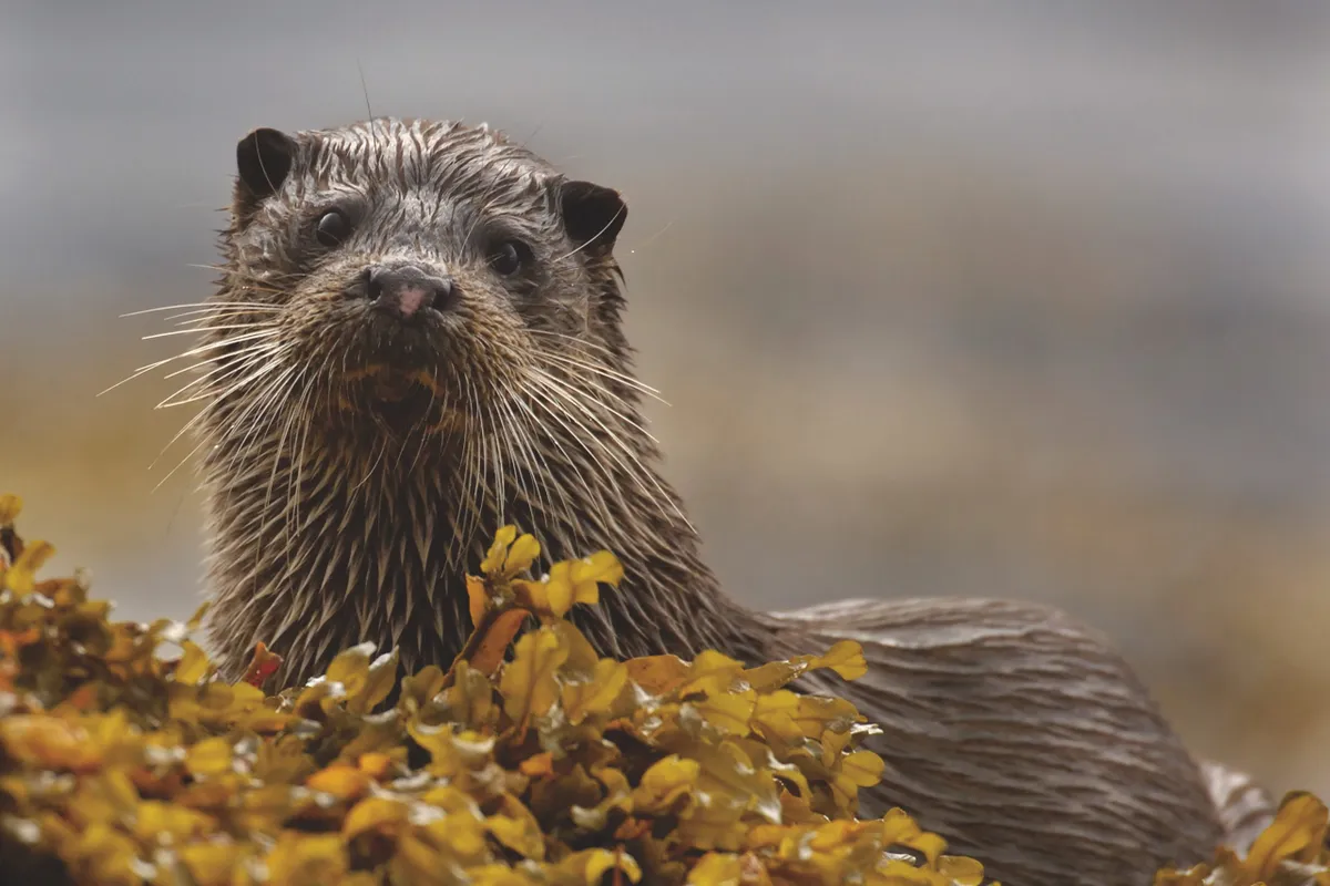 Otter and seaweed