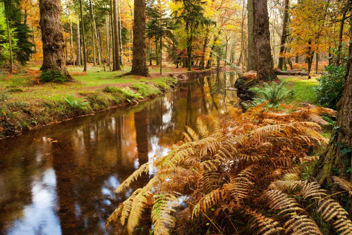 Rhinefield Forest in autumn