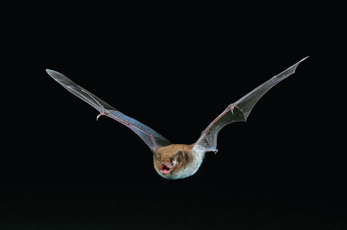 Daubenton's bat (Myotis daubentoni)