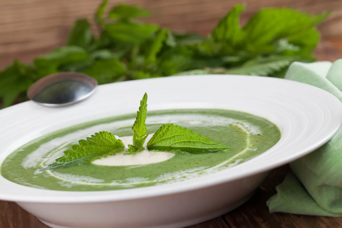 Nettle soup served with fresh cream