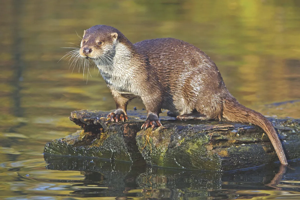 Otter by river