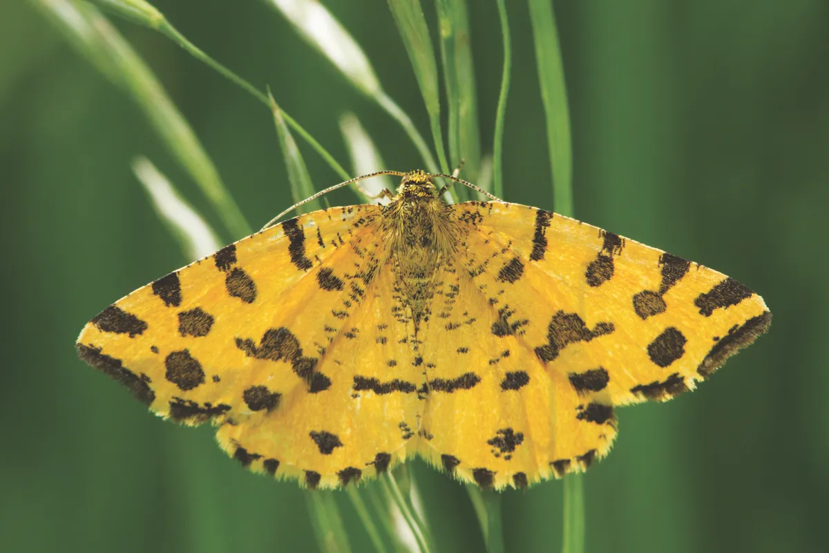 Speckled yellow (Pseudopanthera macularia)