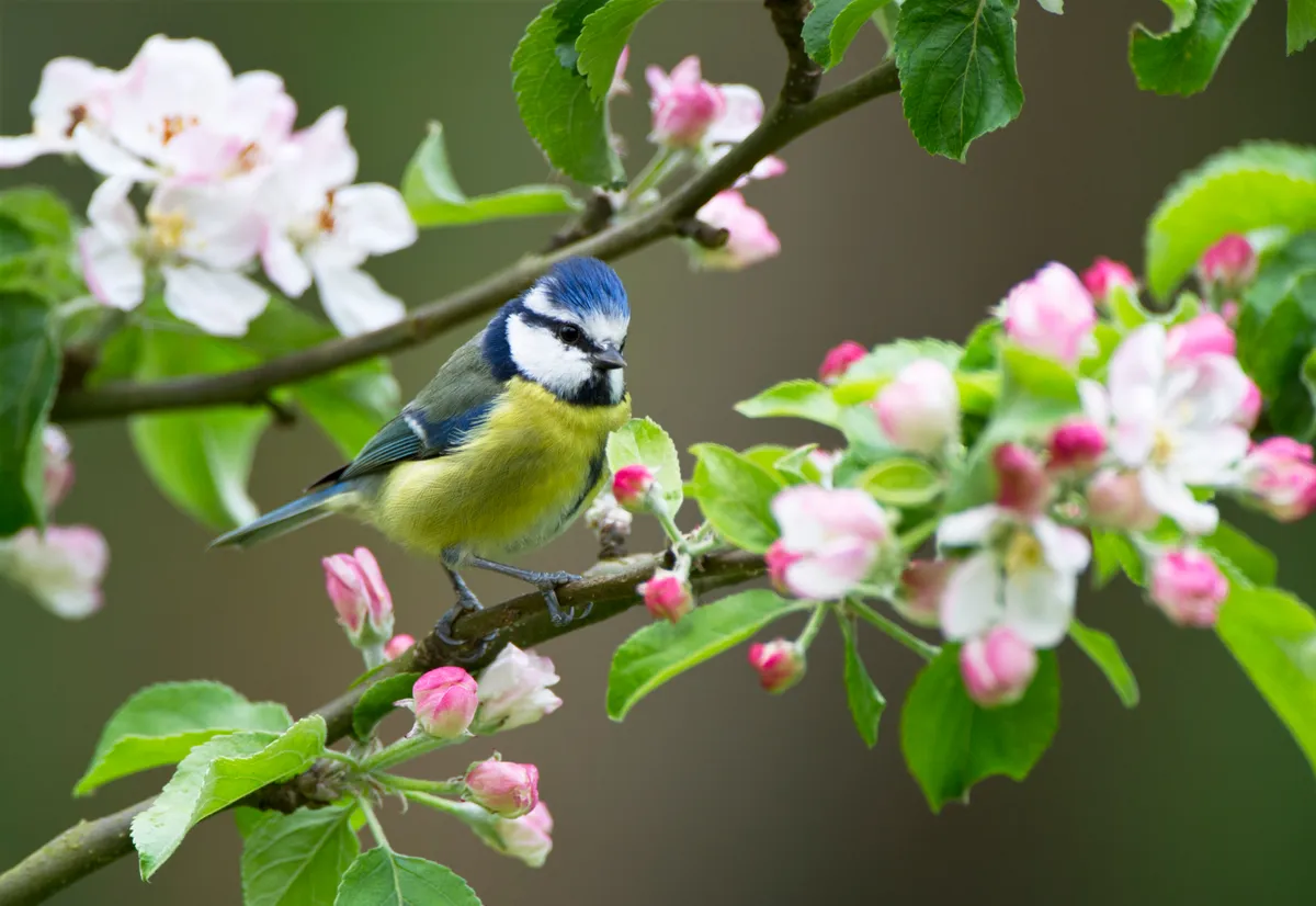 Blue tit in spring blossom