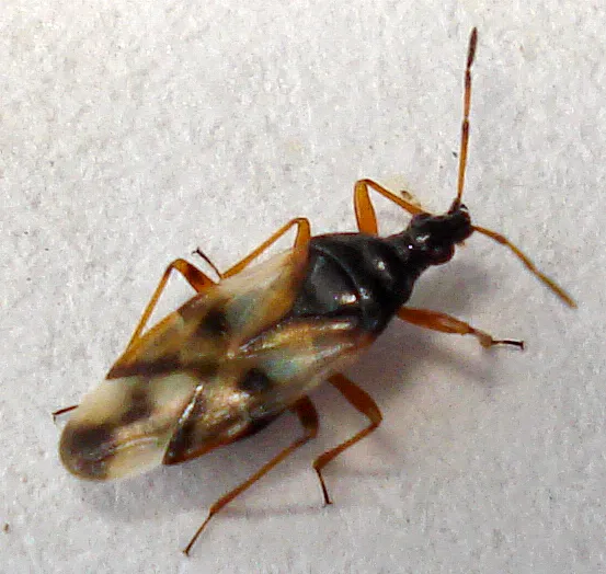 Flower Bug, or Anthocoris nemorum./Credit: Mick Talbot, via Flickr. CC by 2.0