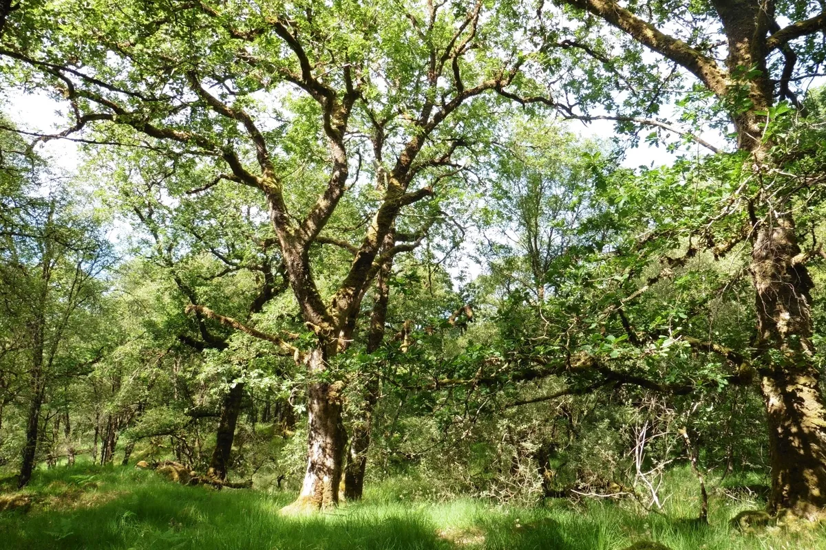 British oak trees