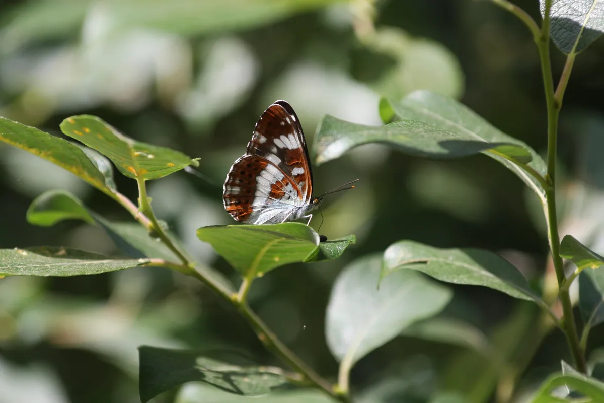 Butterfly - White admiral_Credit Simon Bound