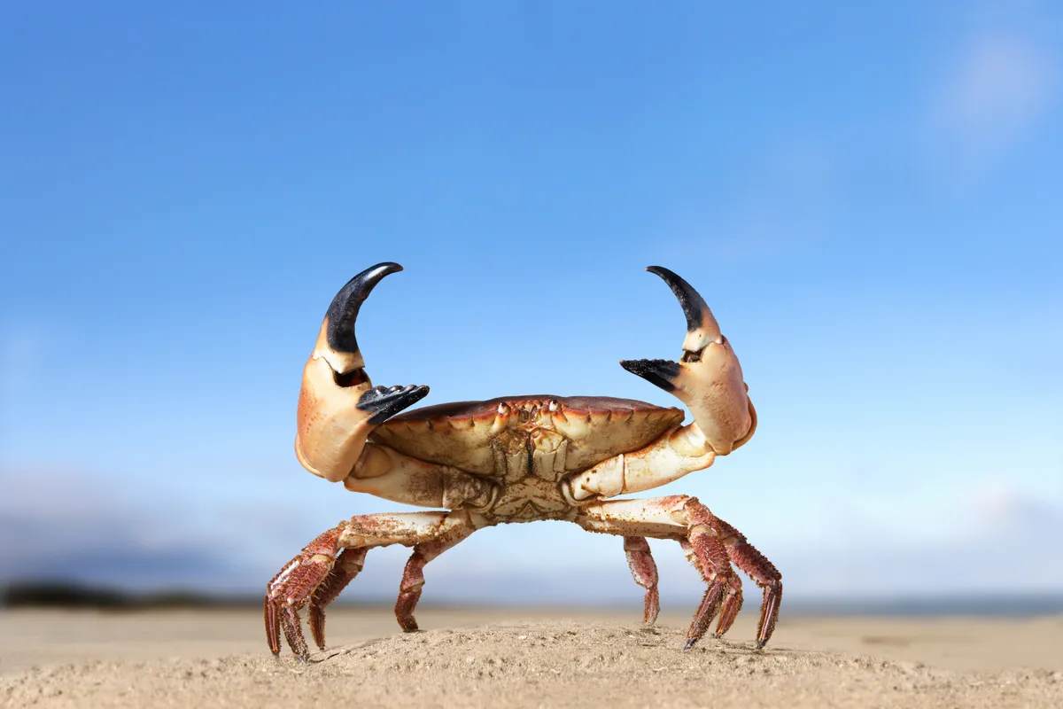 Crab-on-a-beach