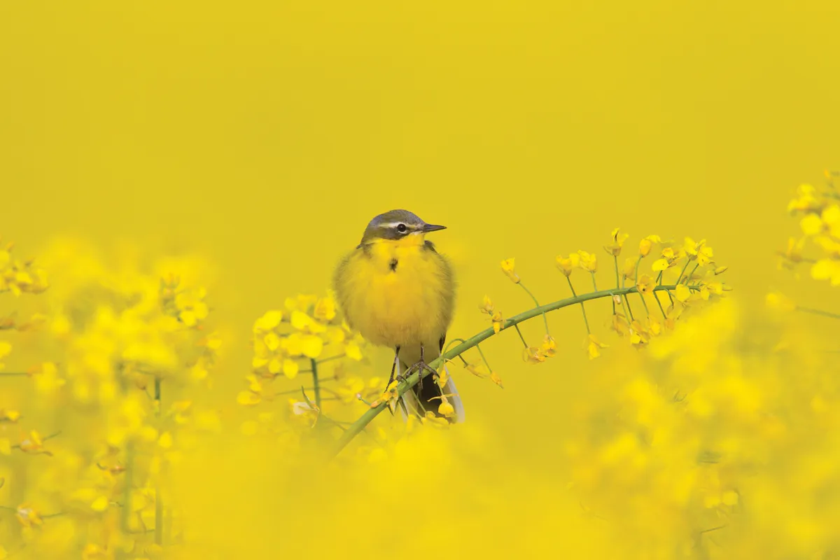 Western yellow wagtail (Motacilla flava), male perched in flowering rape field in spring