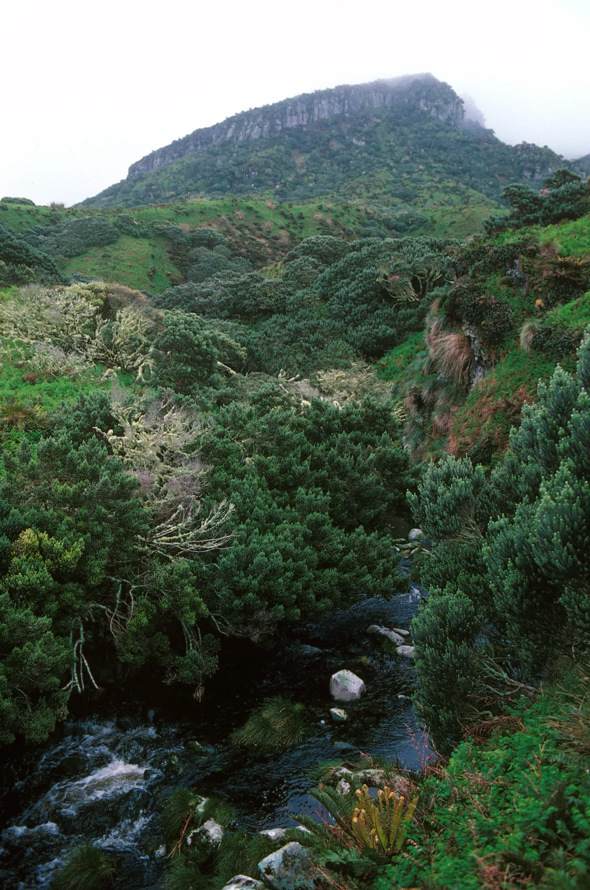 Gough Island and vegetation