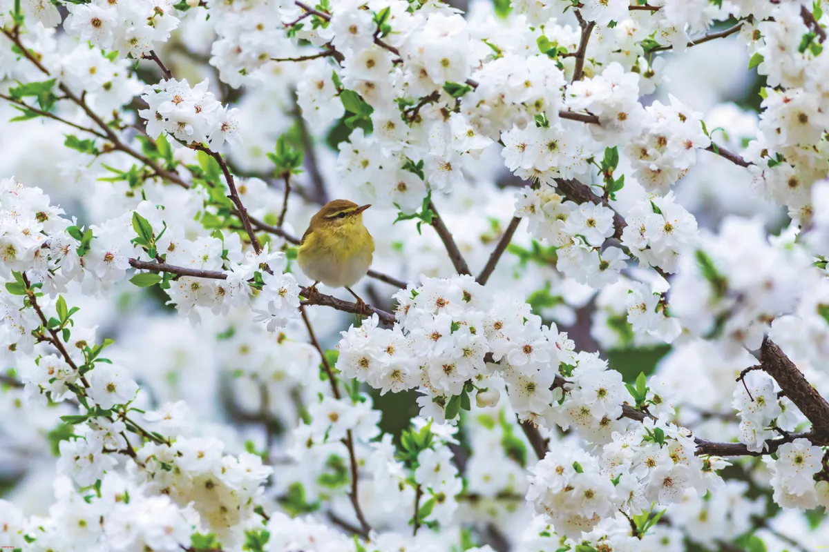 Willow warbler in a blossoming apple tree