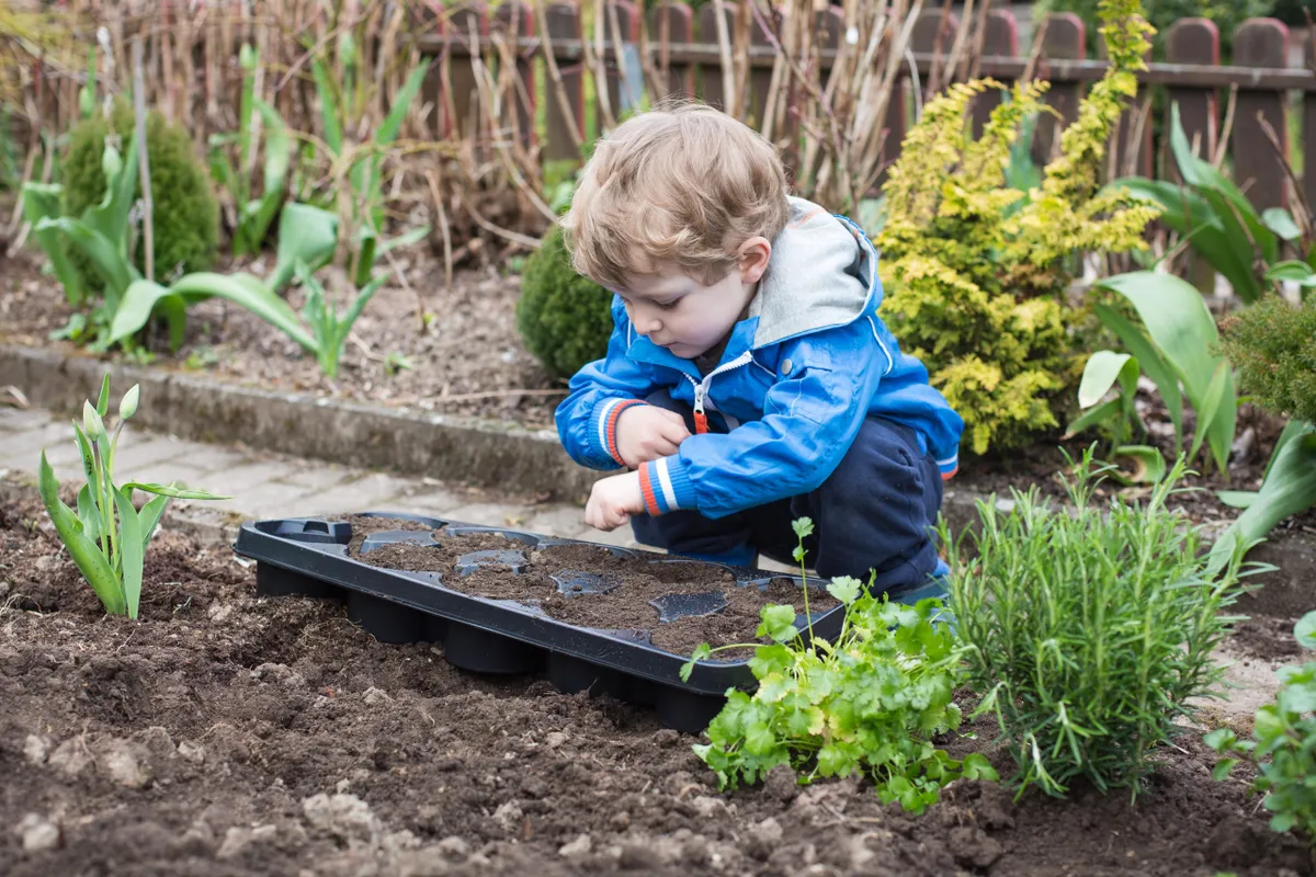Young boy planting seeds in the vegetable garden