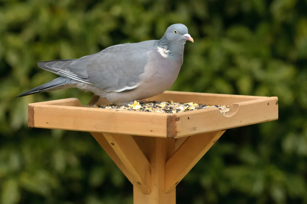 Wood pigeon on bird table