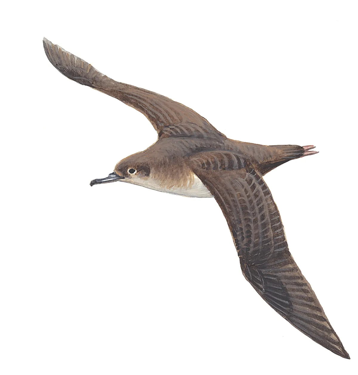 Illustration of Manx shearwater with brown wings and cream underbelly
