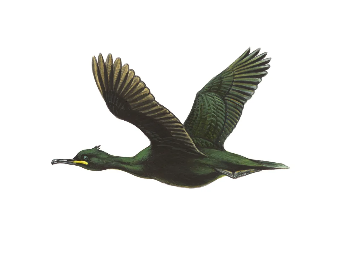 Illustration of dark green yellow beaked shag in flight