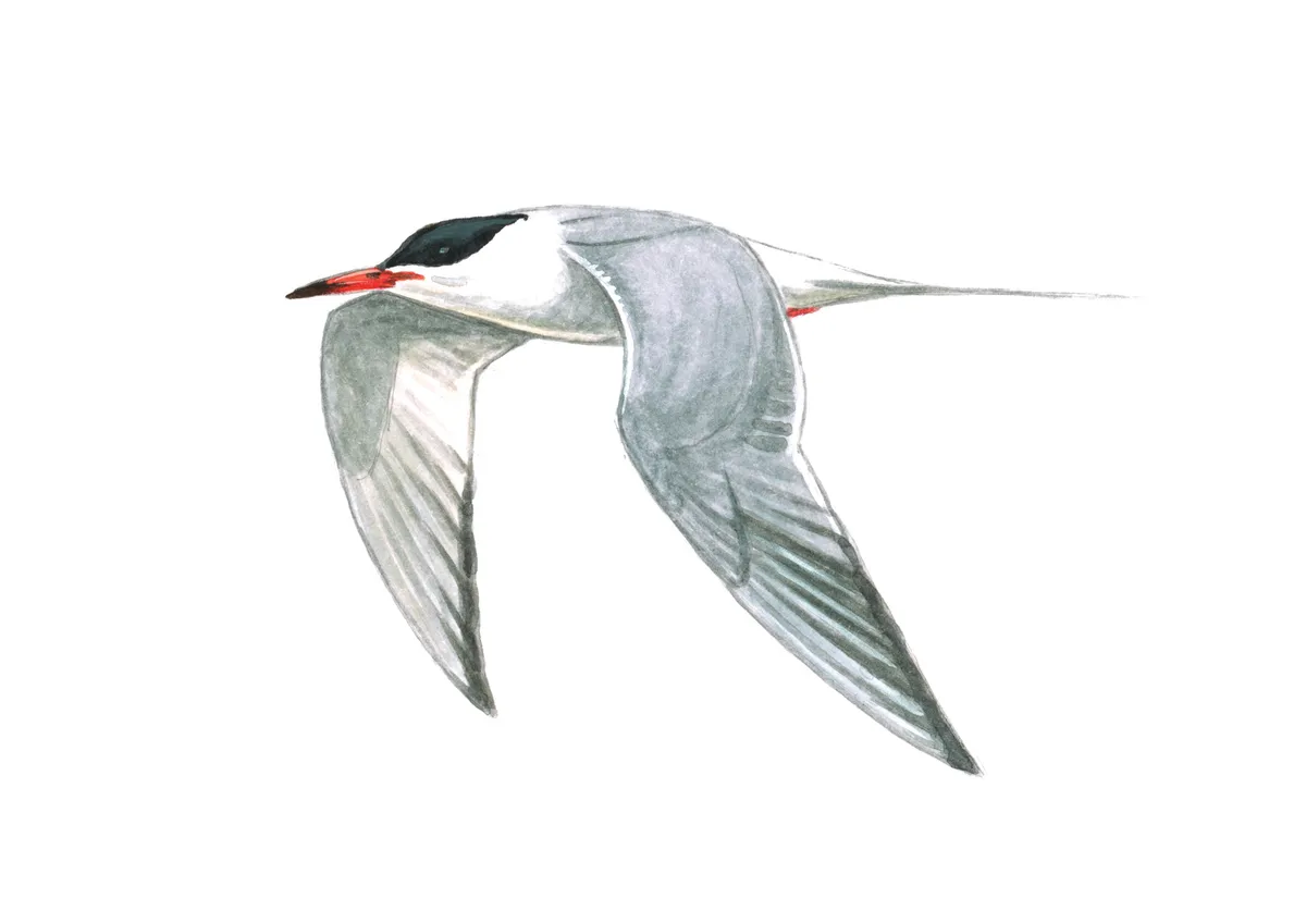 Grey winged black capped red beaked common tern in flight