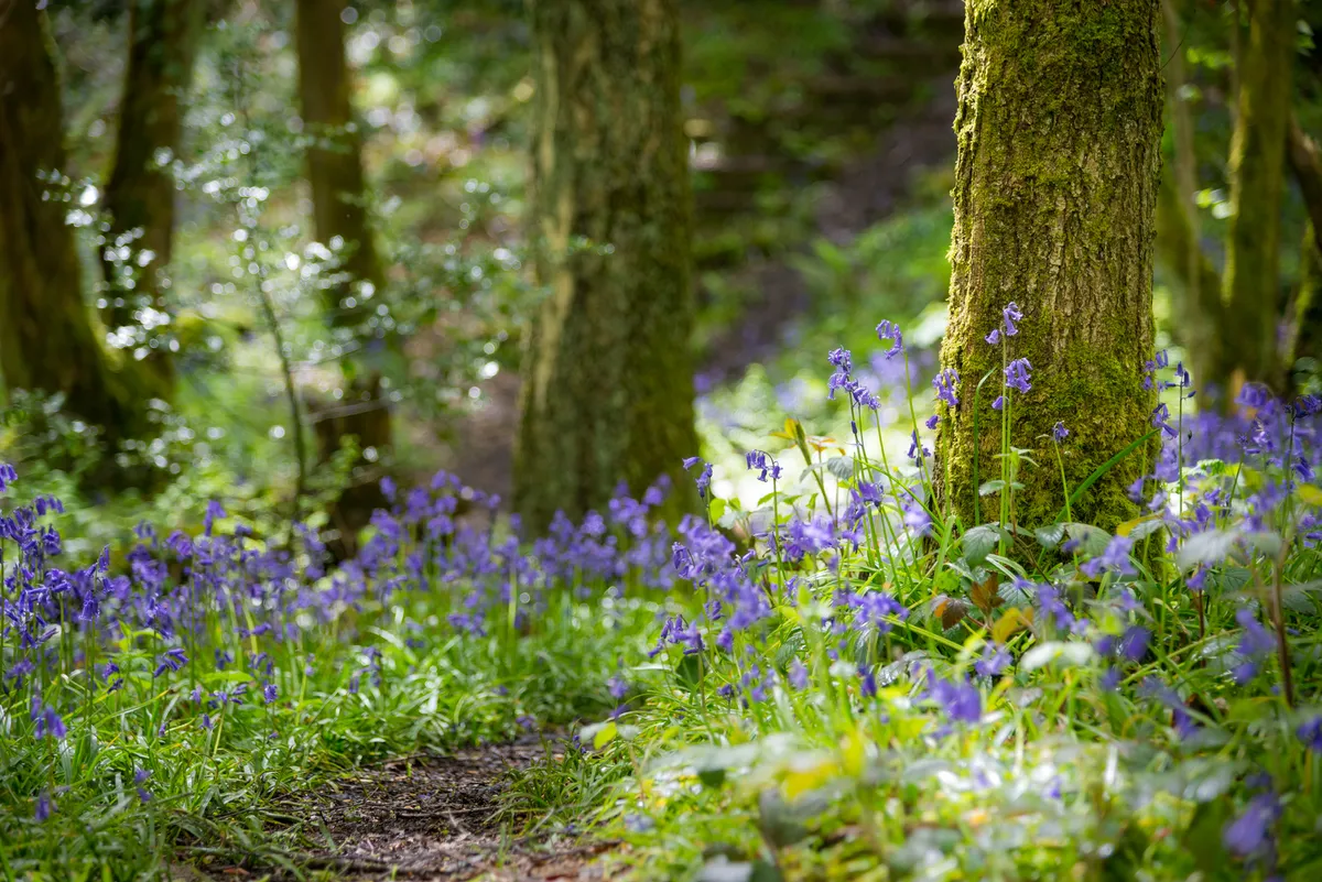 Bluebells on forest floor