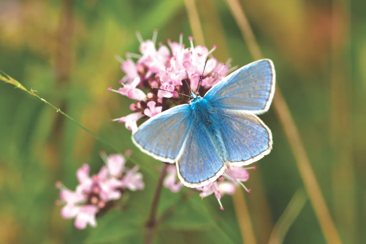 The Common blue butterfly, Polyommatus icarus