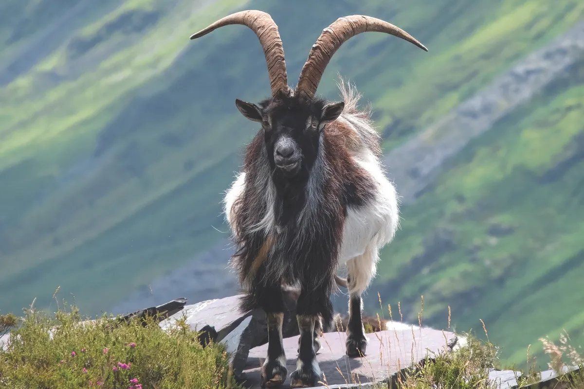 Wild Welsh Feral Goat, Llanberis Pass, Snowdonia National Park, North Wales, UK