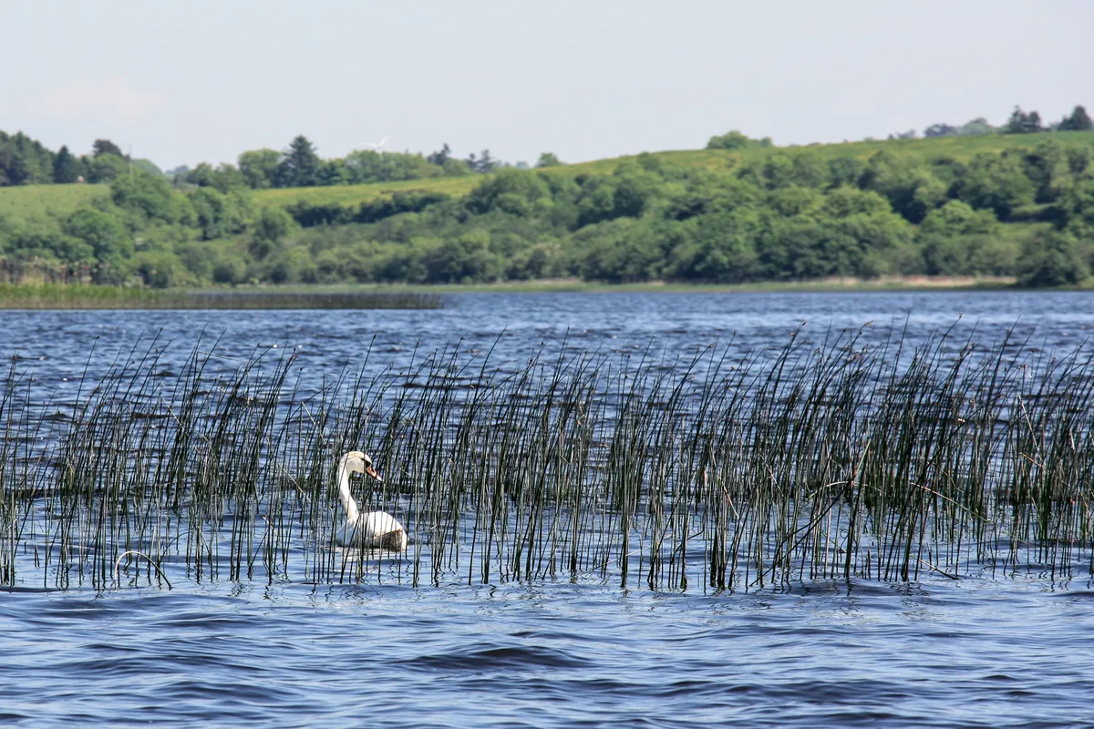 Swan, Lower Lough Erne, County Fermanagh