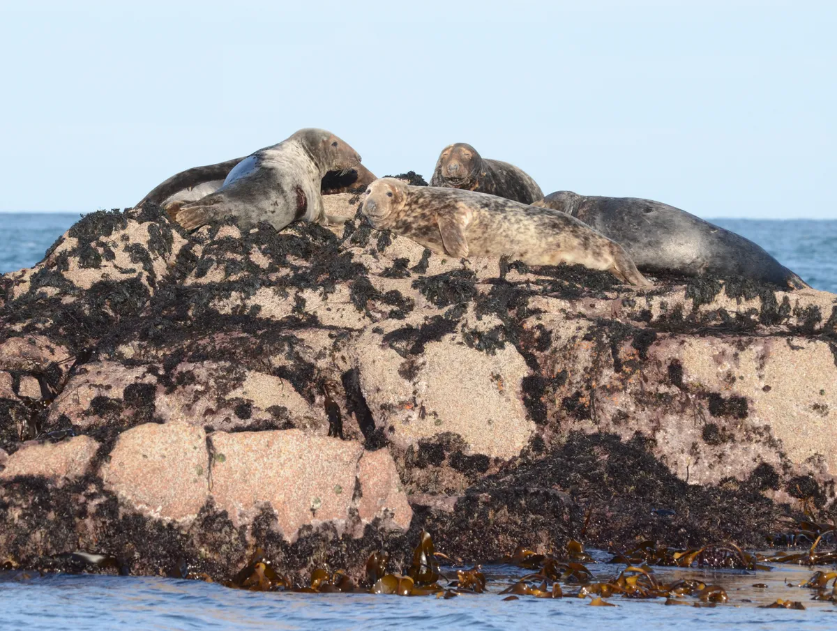 Relaxed seals