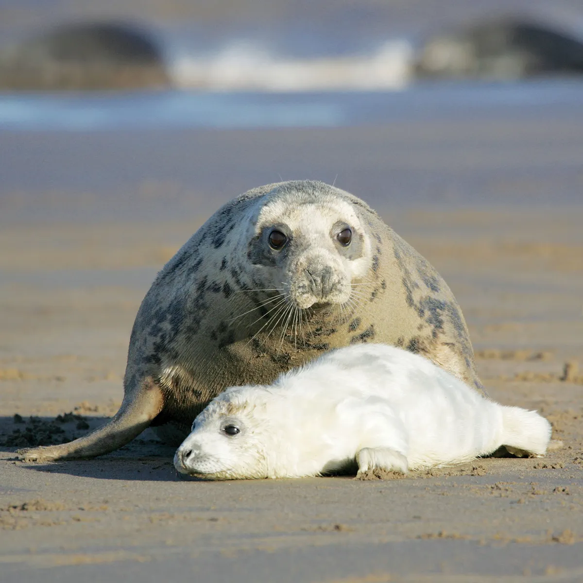 Seal pup and mother