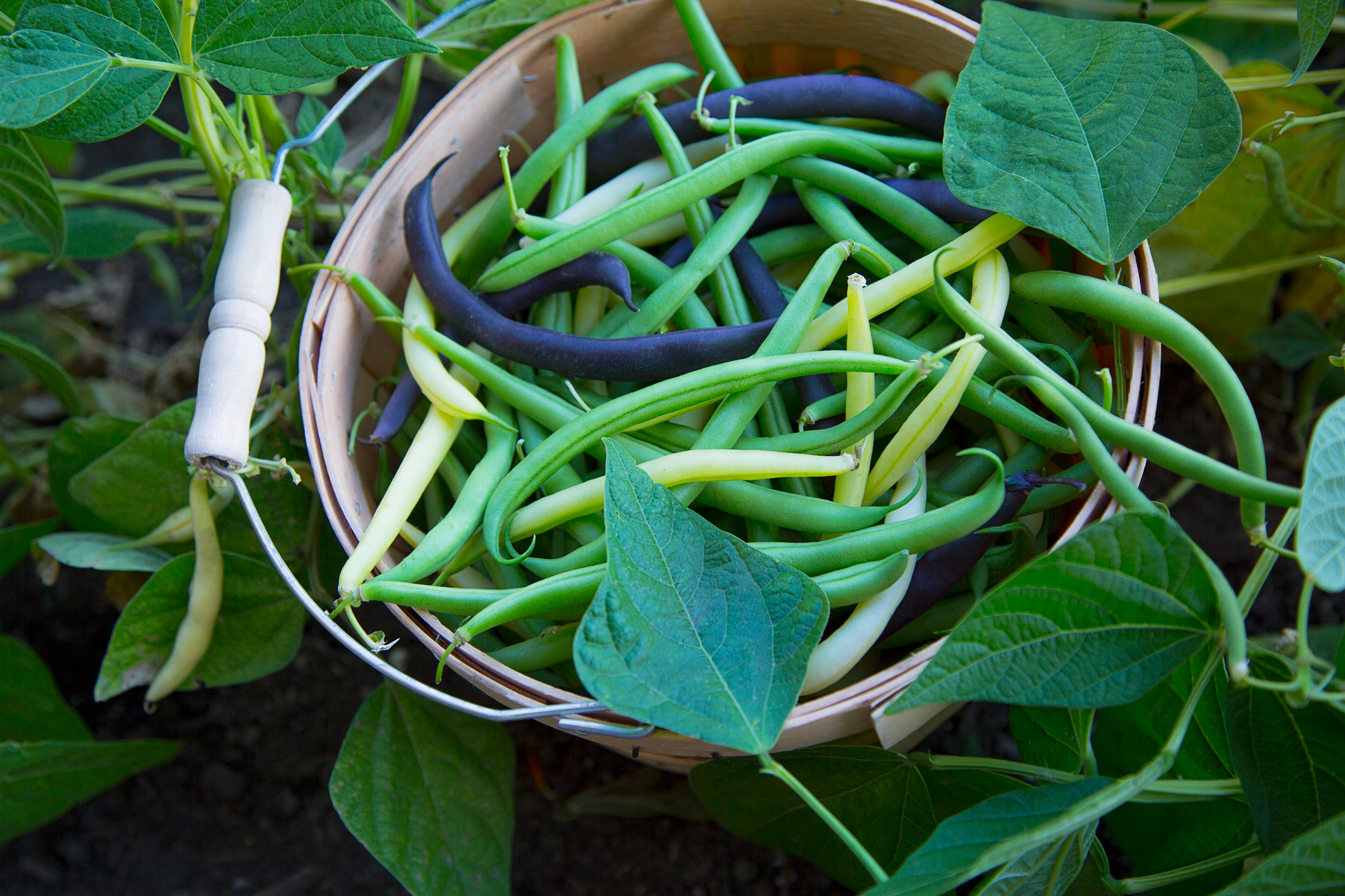 basket of runner beans