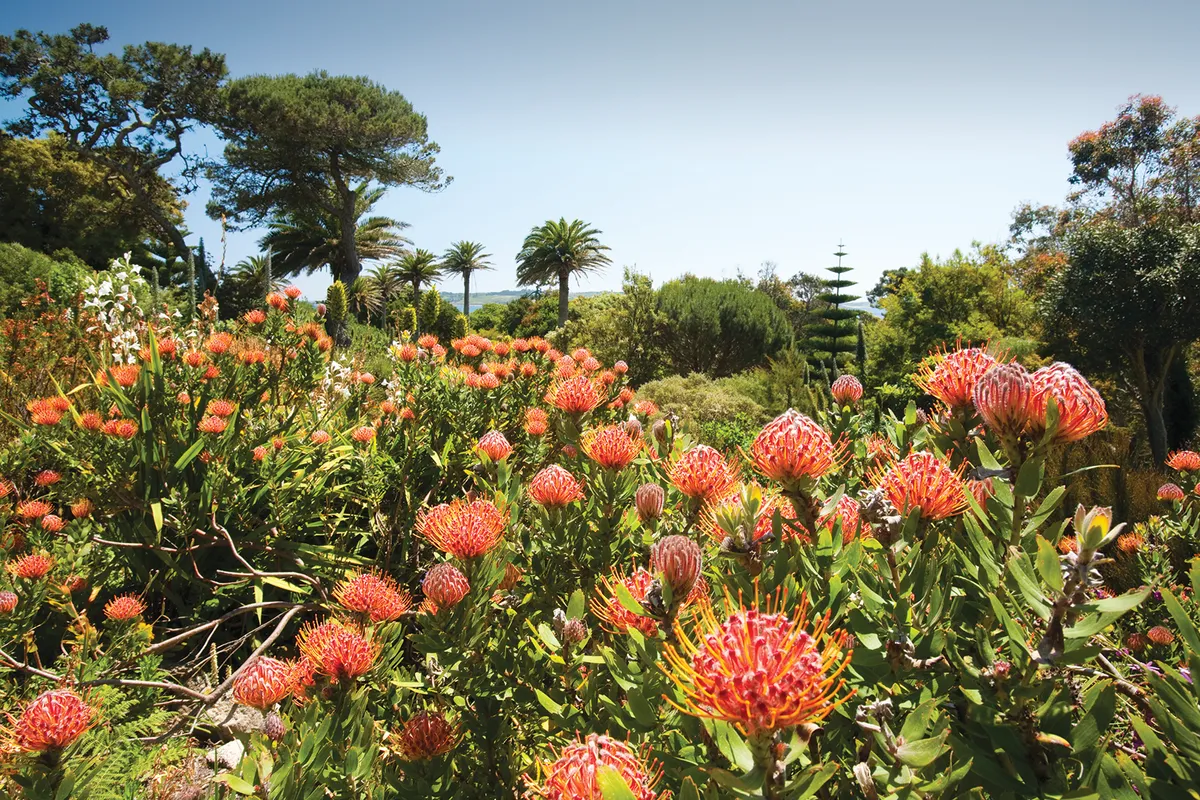 Proteas growing in the Abbey Gardens on Tresco, one of the Scilly Isles