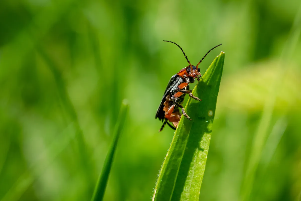 Beetle on a blade of grass