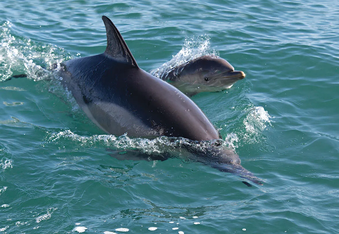 Bottlenose dolphins off the coast of Lligwy Bay, Anglesey