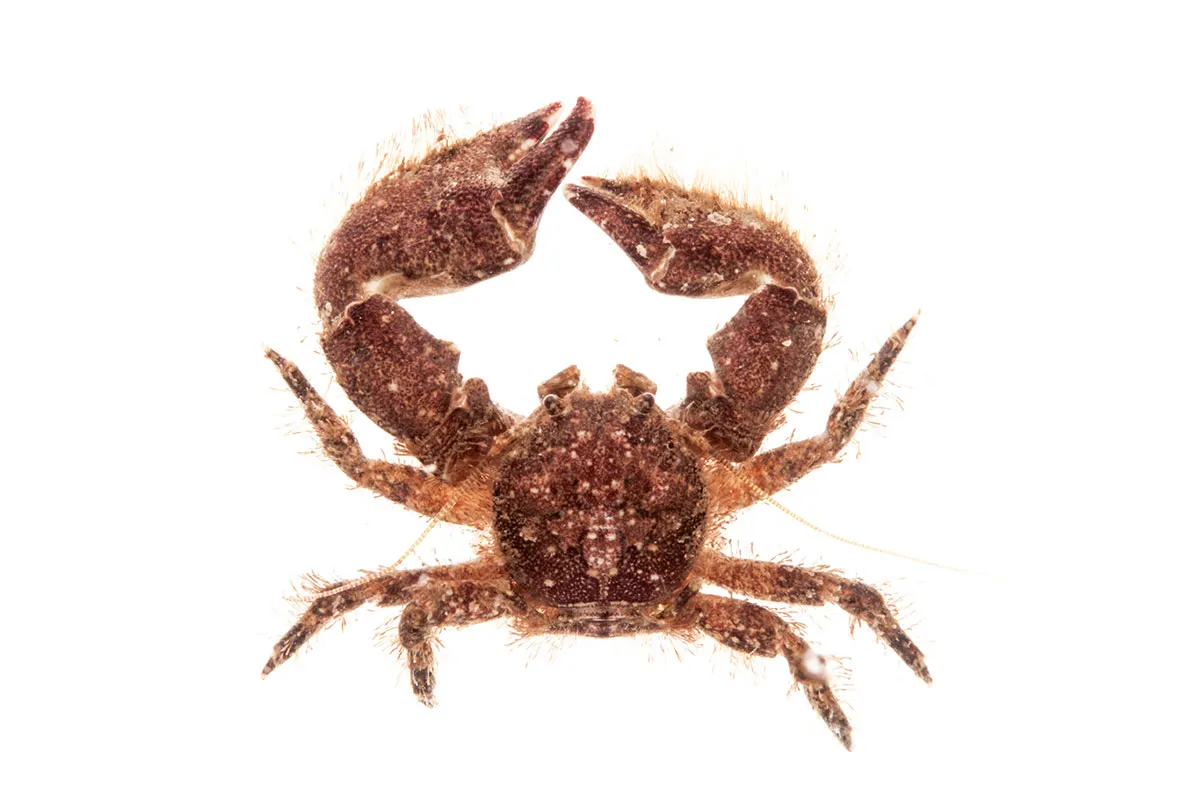 A Broad-clawed porcelain crab, Porcellana platycheles
