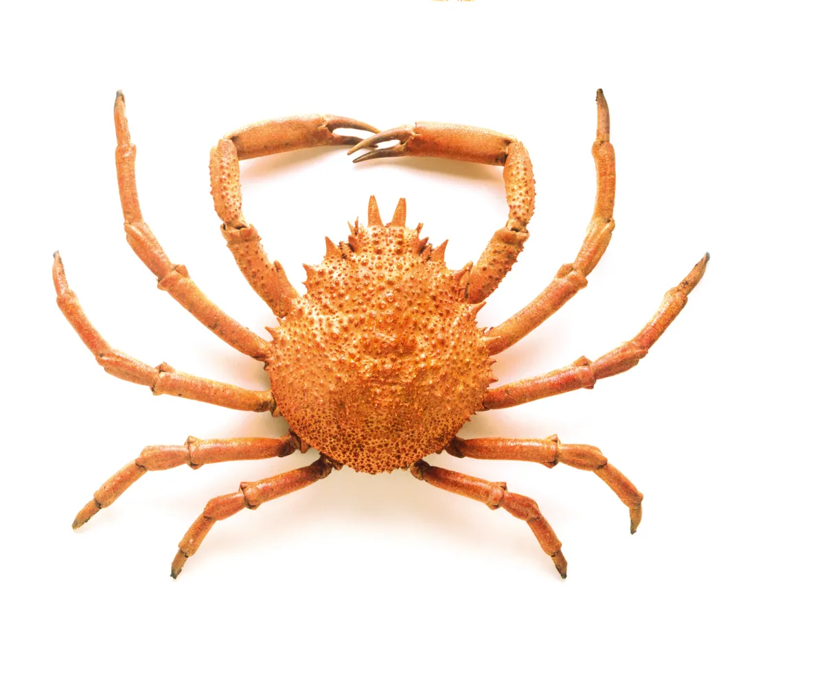 Common spider crab