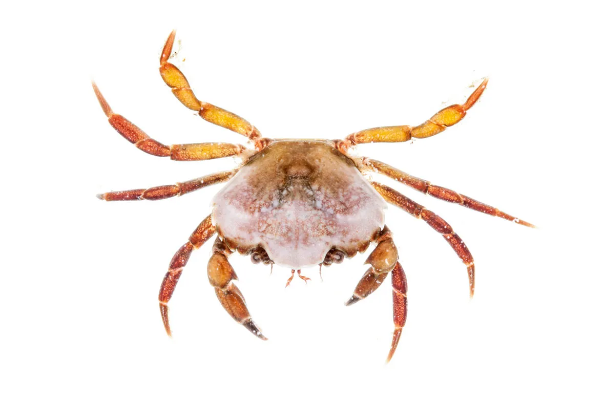 A Common (shore) crab
