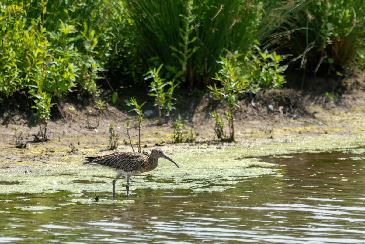 Habitat loss has contributed to the decline of the UK's curlew population by almost half (Photo by: WWT)