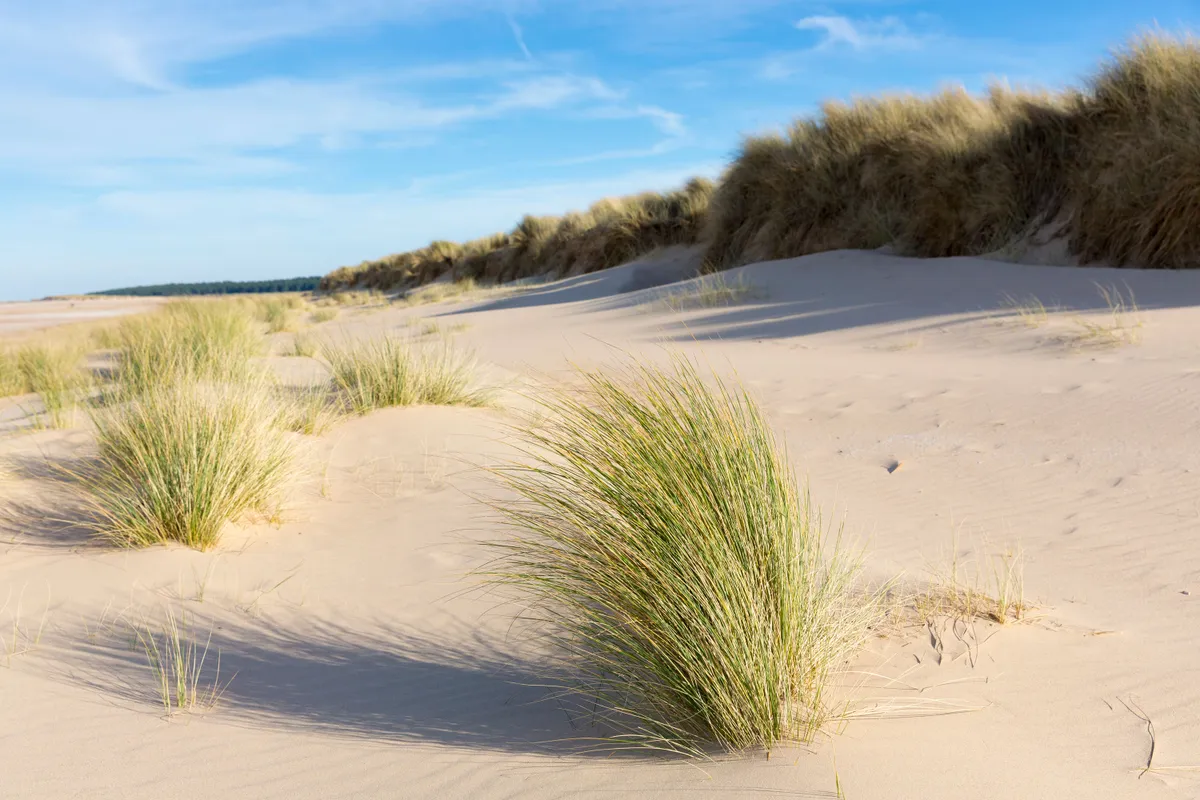 Sand dunes with grass