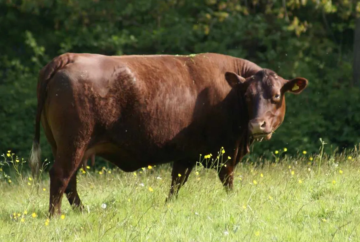 Brown red poll cow in field