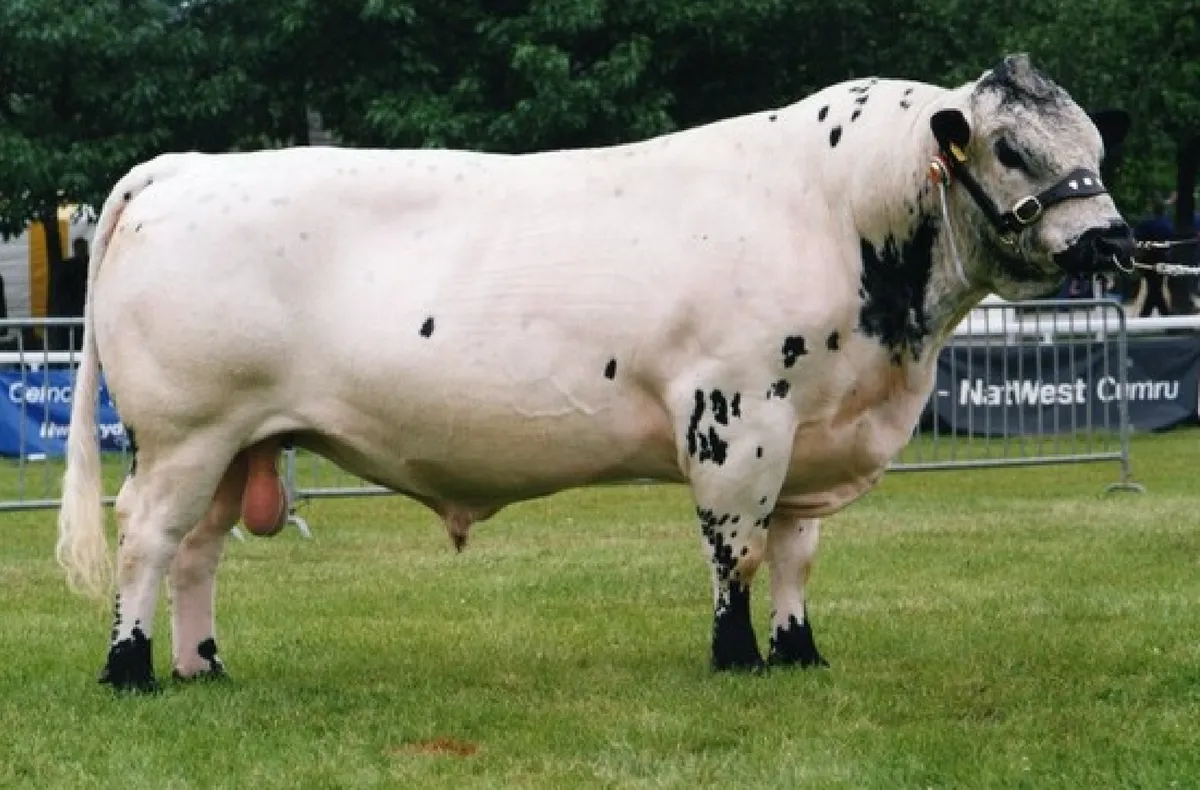 British white cow in field