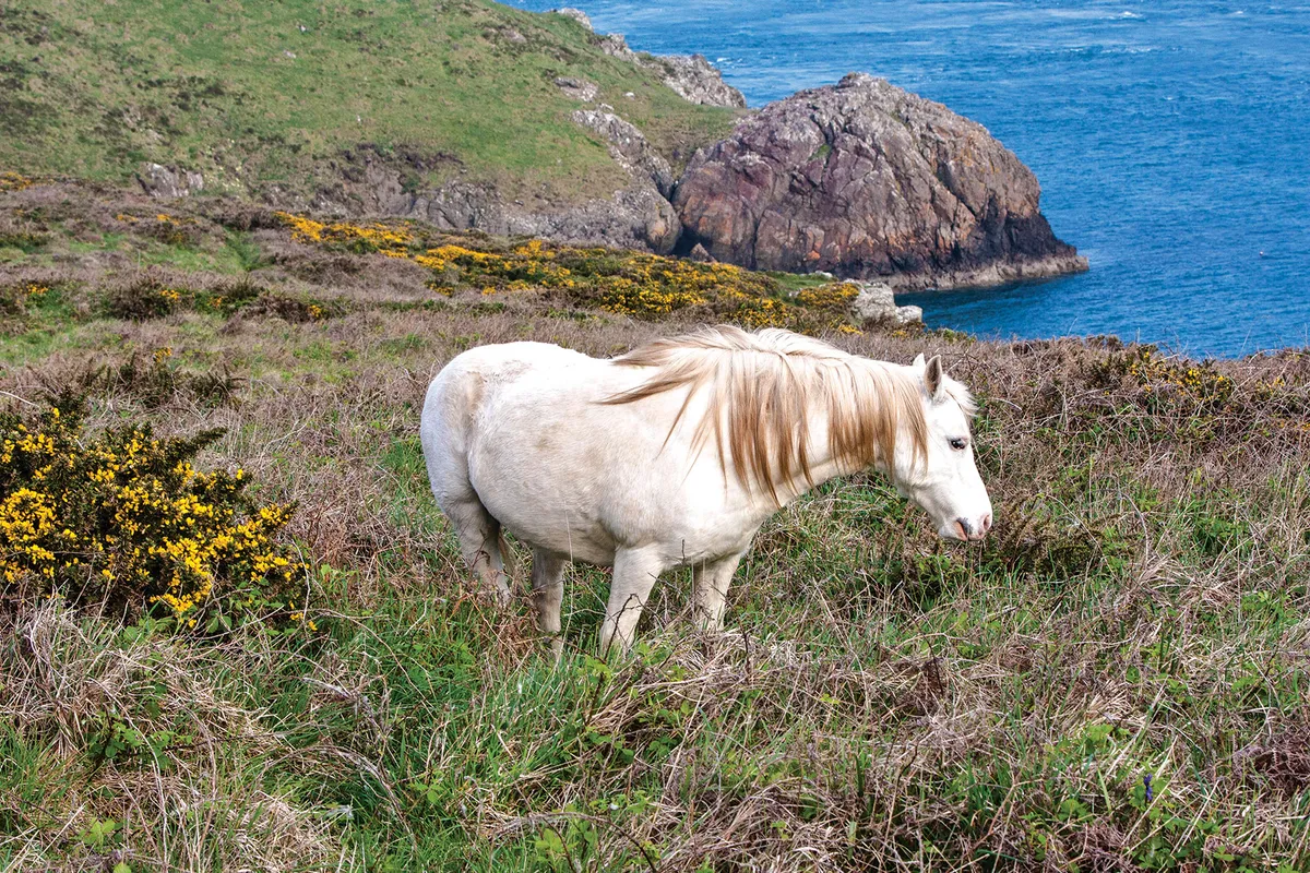 White wild pony
