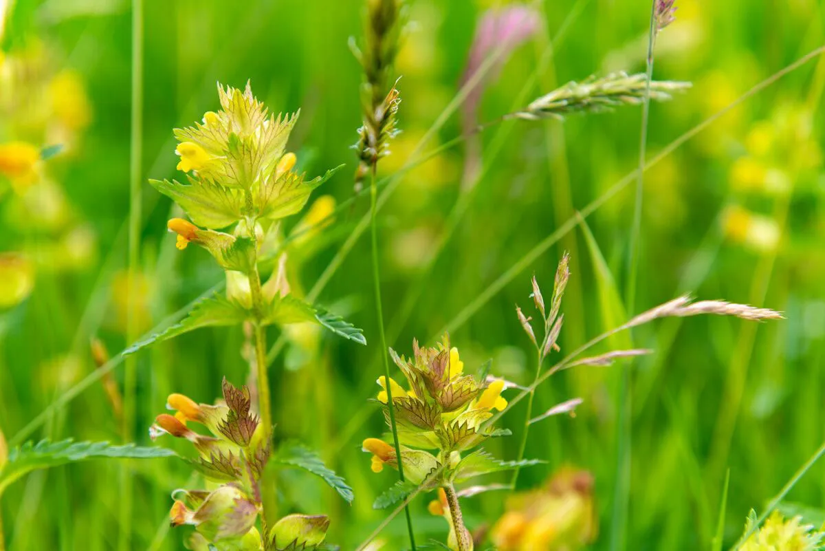 Yellow rattle, a meadow flower found in Hill Top Farm