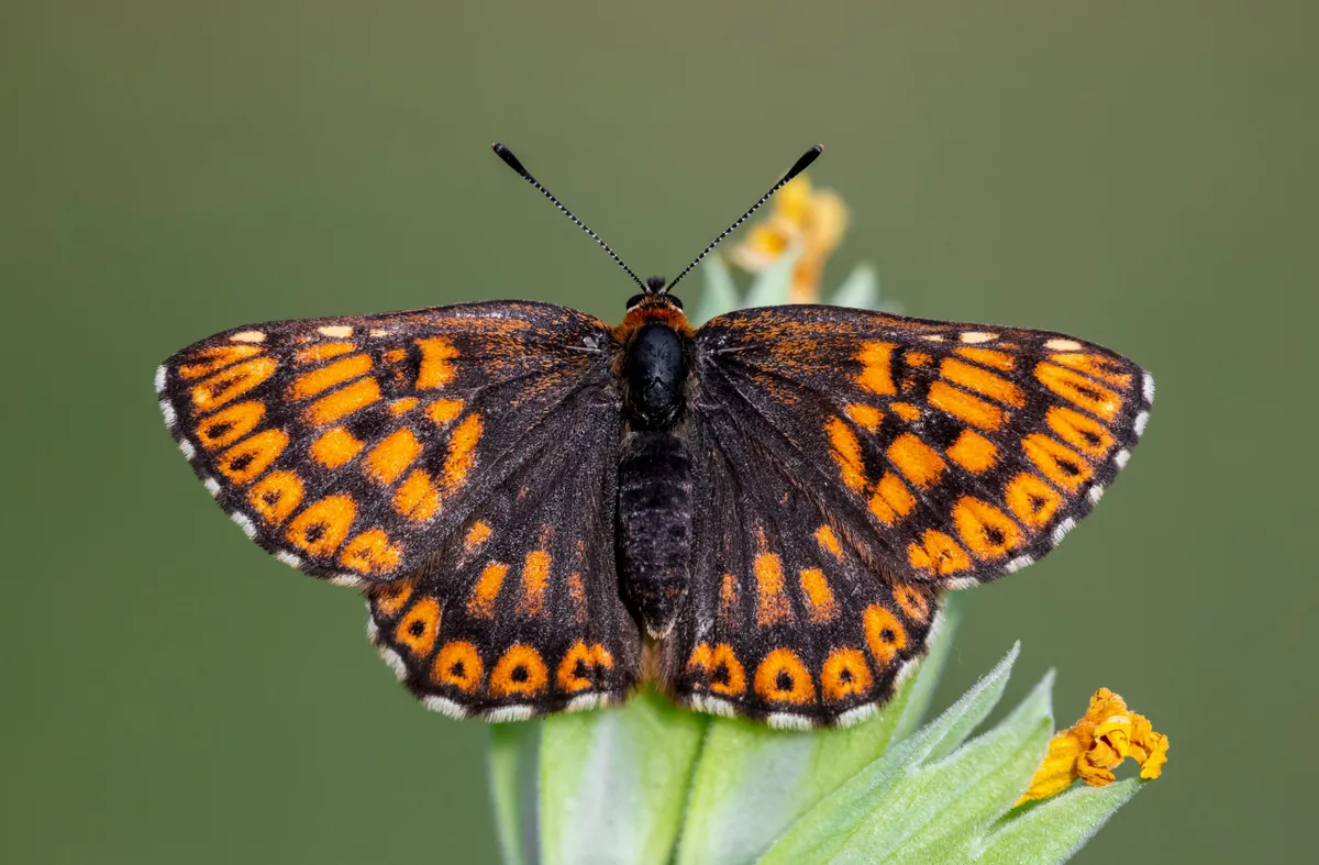 Hamearis lucina – Duke of Burgundy butterfly on leaf