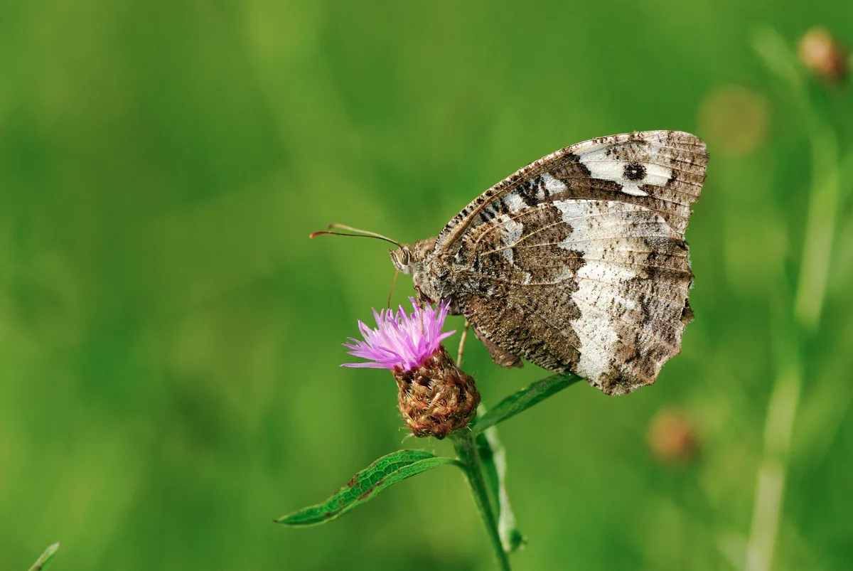 A grayling butterfly amongst marram grass