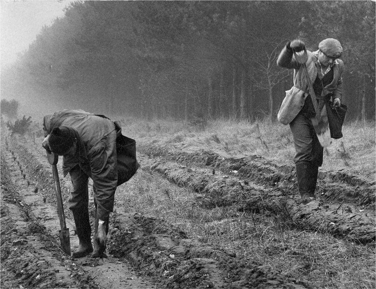 First trees planted at Eggesford Forest, Devon, 1919
