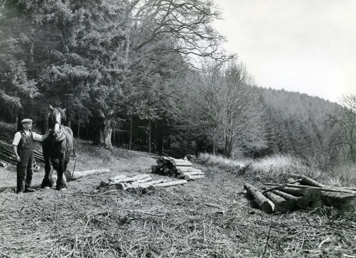A forest worker and working horse, 1920