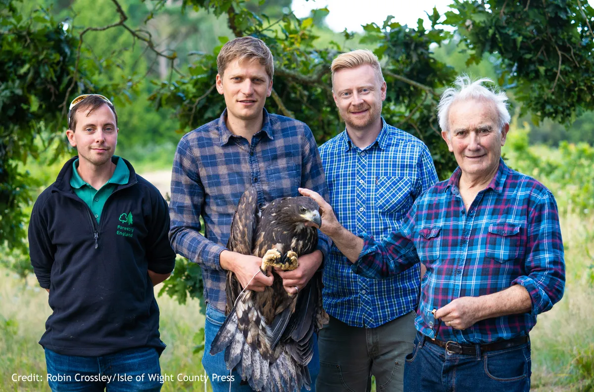 Thorness - White-tailed Eagle’s being tagged in preparation for release on Wednesday morning. From left, Steve Eggerton-Read with Tim Mackrill, Ian Perks and Roy Dennis.