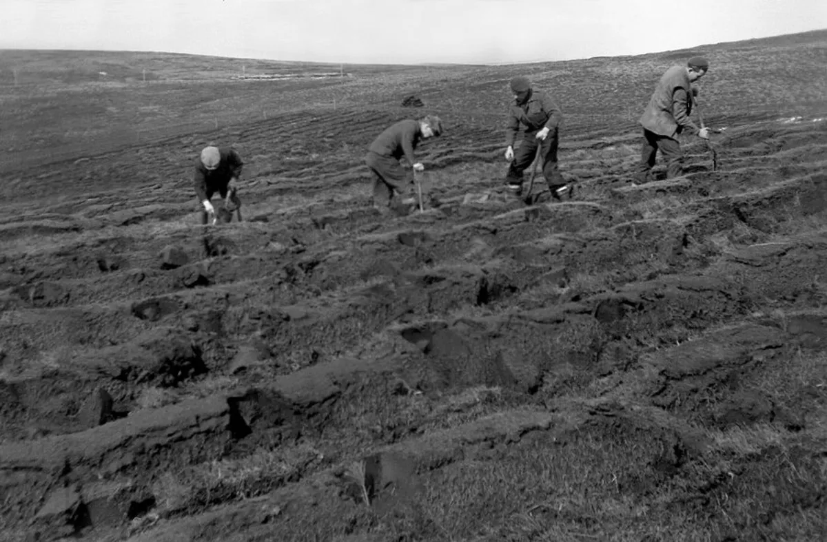 Planting Beach pine on Hoy, Orkney, Scotland, 1954