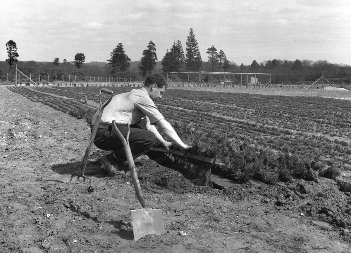 Planting Lawson Cypress in a trench. Elvetham Nursery, Bramshill, Hampshire 1958