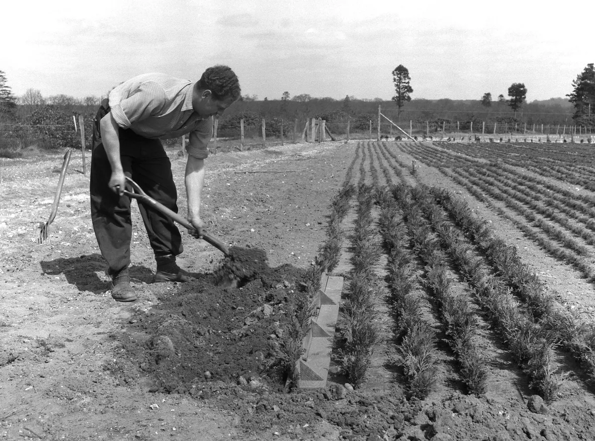 Filling in a trench at Elvetham Nursery Bramshill Forest, Hampshire, 1958
