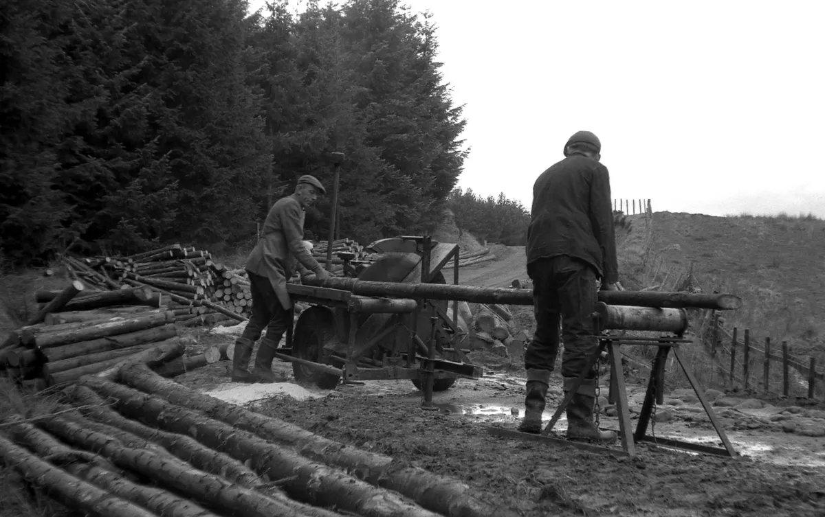 Cross cutting Sitka spruce, Kielder Forest, 1961