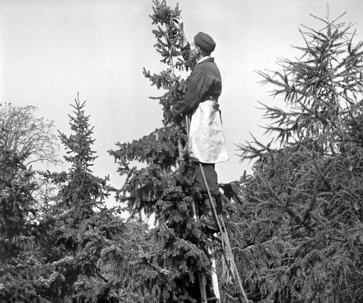 Picking cones from the top of a Serbian spruce, Alice Holt, Hampshire, England, 1963