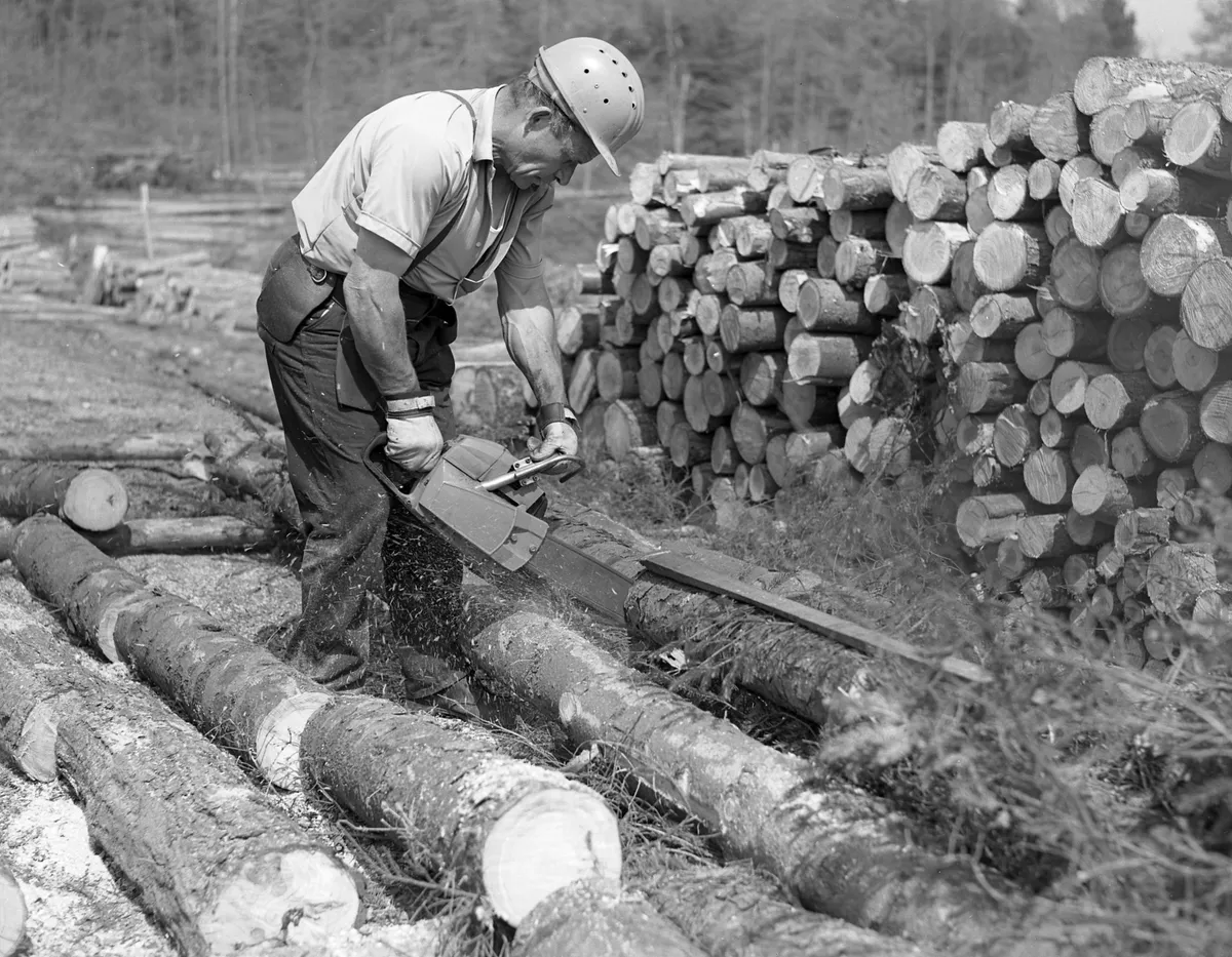 Cross cutting with a power saw at Alice Holt Forest, Hampshire, 1970